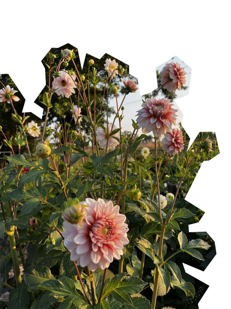 Garden Club