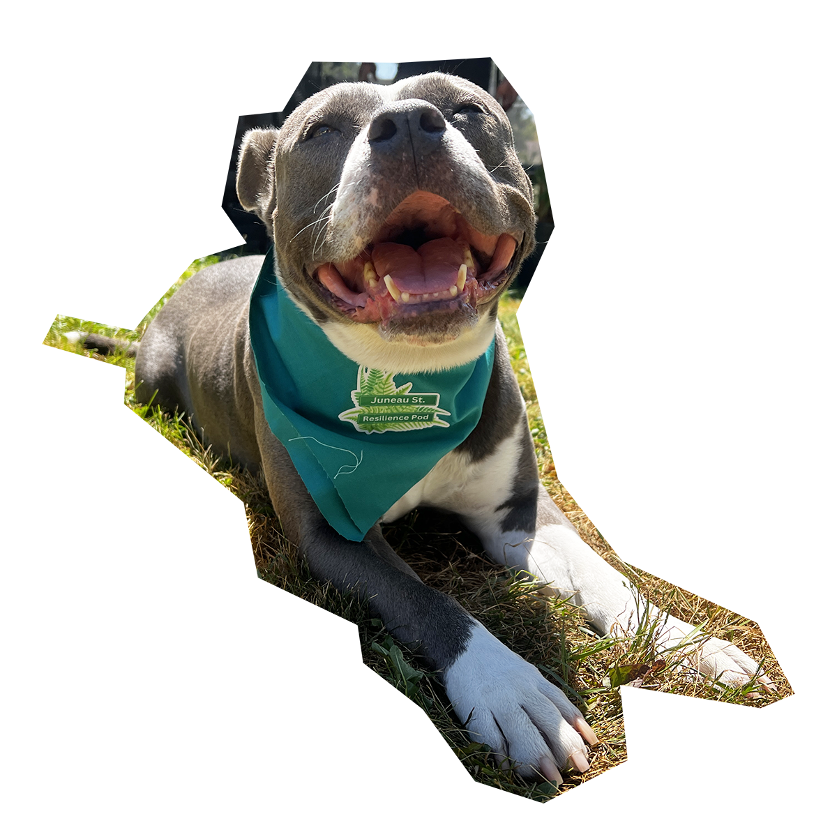 pup