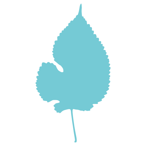 blue leaf